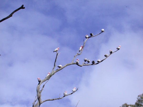 Galah